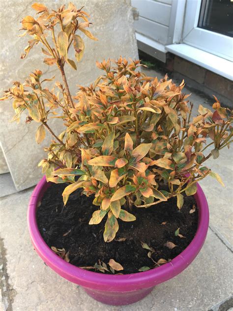 tips    save  azalea ive  repotted   water