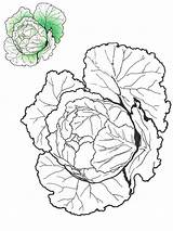 Cabbage Coloring Pages Vegetables Recommended sketch template