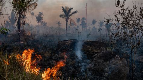 amazon deforestation soars  pandemic hobbles enforcement