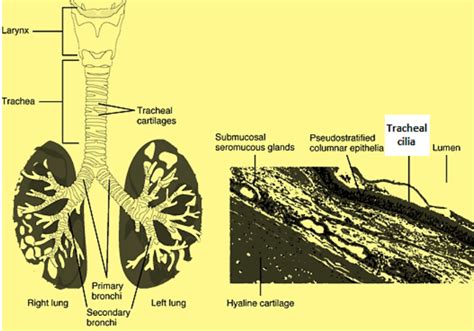 The Function Of Tracheal Cilia Is To A Pass Mucus Out Class 10 Biology Cbse