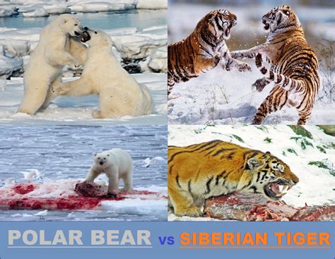 siberian tiger  polar bear   win  fight   stronger