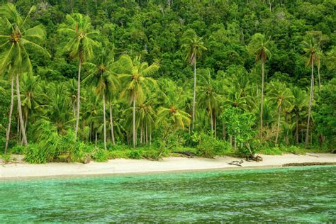 indonesia  wild beach   tropical island covered  jungle white