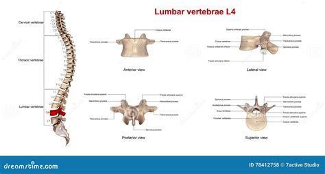 lumbar vertebrae  stock illustration illustration  spine