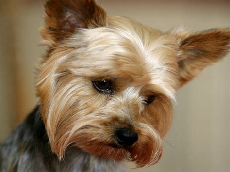 yorkshire terrier dogs wallpaper  fanpop
