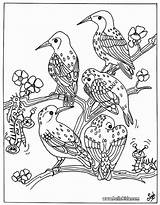 Pajaros Ausmalen Paon Vogel Pajaro Oiseaux Pintar Pájaros Hellokids Paginas Greatestcoloringbook K7v Adultos Teenagers Coloração sketch template