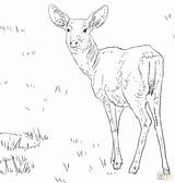 Coloring Pages Deer Whitetail Doe Color Drawing Print Printable Getcolorings Getdrawings sketch template