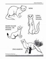 Weasel Printable Ermine Weasels Marten Coloringbay Homeschooling Animals sketch template
