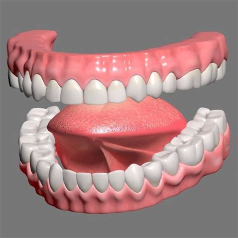 3d Textured Mouth Model Cgtrader