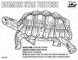 Tortoise Gopher Burmese sketch template