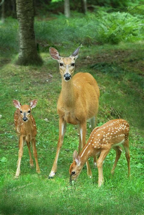 doe  twin fawns photograph  ed hoppe fine art america