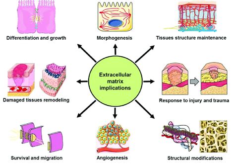 example of extracellular matrix ecm implications the extracellular
