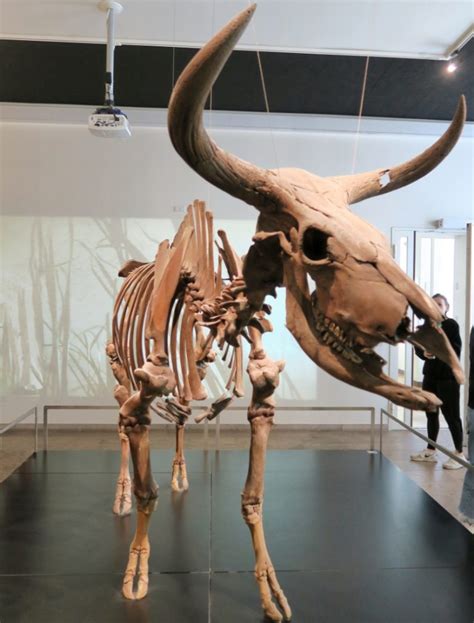 wild ox aurochs national museum  denmark mikestravelguidecom