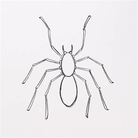draw  spider  amazing details