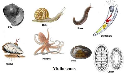 general characters  phylum mollusca natural science