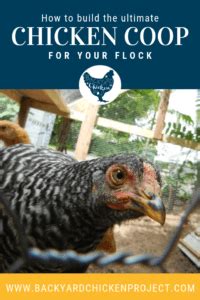 building  ultimate chicken coop backyard chicken project