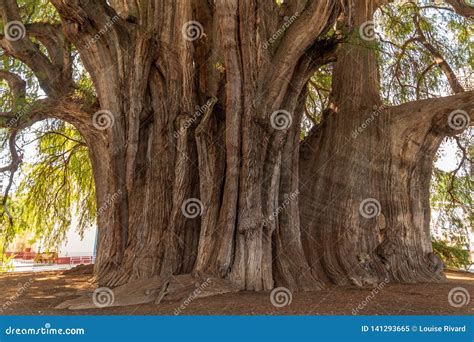 venerable  tree  tule mexico stock image image  tree