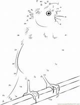 Bird Active Canary sketch template