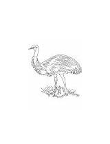 Coloring Flightless Bird Emu Feathered Soft sketch template