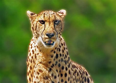 cheetah scientific  acinonyx jubatus  cheetah flickr