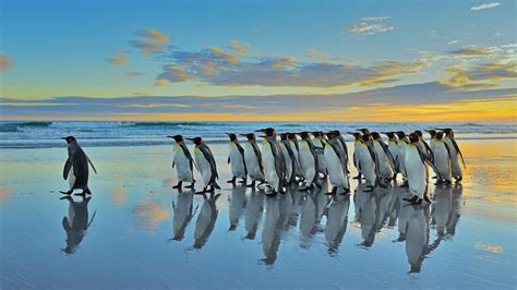 king penguins   falkland islands elmar weissgetty images
