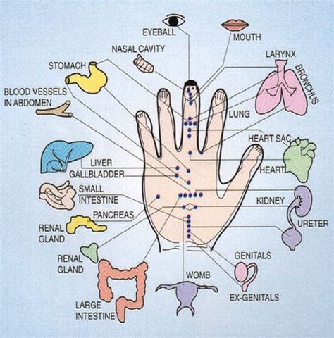 Accu Pressure Point Hands Hand Reflexology Reflexology Massage Therapy