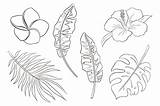 Hibisco Fleurs Tropicales Ilustraciones Vectorielles Grabadas Exoticas Vecteurs Sauvegarder Vecteezy sketch template