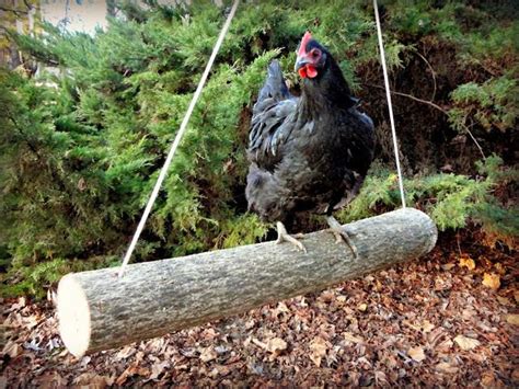 diy wood log ideas   garden decor chicken swing keeping chickens chickens backyard