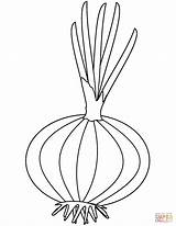 Onion Coloring Pages Printable Colouring Drawing Onions Kids Red Popular sketch template
