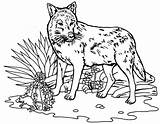 Coloriage Loup Coloriages Bestappsforkids Stumble sketch template