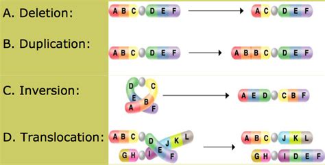 Chapter 16 Chromosome Variations Number And Structure At