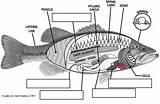 Fish Fishes Body Labeling Structures Anatomy Diagram Read Gills Worksheets Labeled Called Feathery Made Printables Biologycorner sketch template