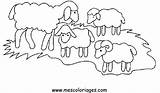 Mouton Coloriages Moutons Gratuit Chezcolombes sketch template
