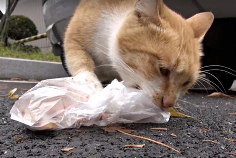 Stray Cat Refuses Food Unless It S In A Bag She Can Carry One Day They
