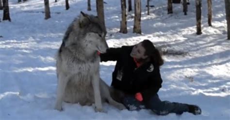 Giant Wolf Sits Next To Woman And The Moment Their Eyes Meet Is Like