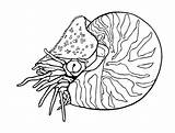 Mollusks Clam sketch template