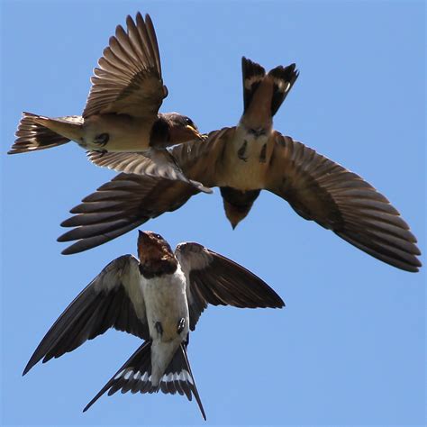 barn swallow — madison audubon