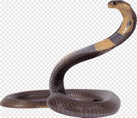slange dyr kravle slange clipart png pngwing