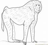 Baboon Coloring Olive Pages Coloringpages101 Kids Printable 752px 05kb sketch template