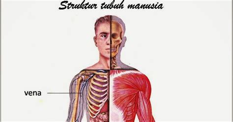 struktur tubuh  manusia izalajacom