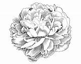 Peony Peonies Illustration Drawing Flower Clipart Line Clip Engraving Simple Outline Sketch Tattoo Flowers Deviantart Japanese Cliparts Drawings Pivoine Easy sketch template
