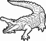 Crocodile sketch template