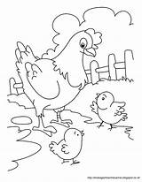 Mewarnai Ayam Untuk Paud Berbagai sketch template