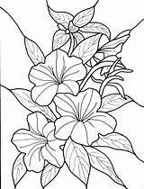 Buds Vines Colorings Getdrawings Getcolorings Hibiscus sketch template