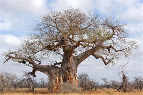 africas ancient baobab trees       climate