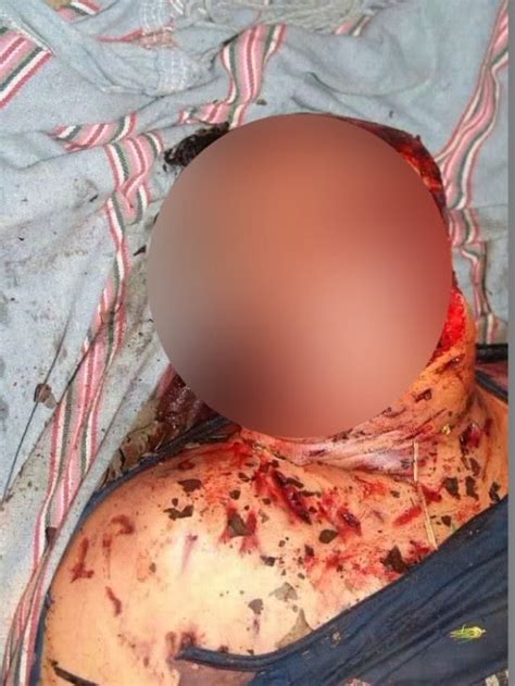 mundo jacobina notícias onça pintada mata homem em tailândia