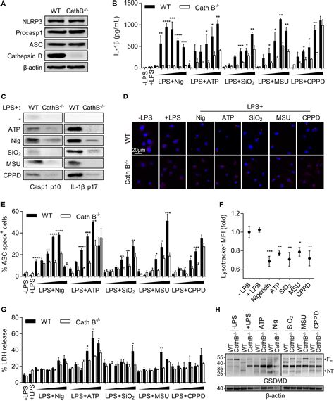 frontiers cathepsin   required  nlrp inflammasome activation  macrophages