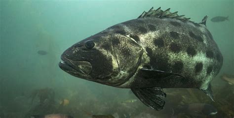 Article Spotlight Spatial Ecology Of The Giant Sea Bass Stereolepis