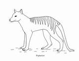 Thylacine Tasmanian Draw Mammals sketch template
