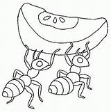 Hormigas Colorear Formiga Colorat Ants Hormiga Ant Furnici Fourmi Desenho Animale Formigas Planse P02 Trabajadora Fourmis Primiiani Tamanoir Comportement Shs sketch template