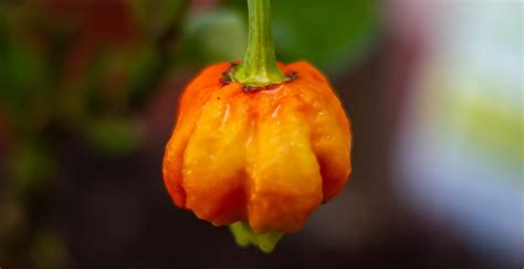 the world s hottest peppers and where to eat them